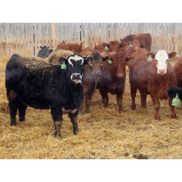Hebert Livestock Ventures - 32 Black/BBF Simm/Angus X Replacement Heifers (Wawota, SK) VBP+