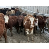 Image 6 : Bill Snyder - 650# March Delivery Heifers - 67 Head (Rimbey, AB)