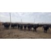 Image 4 : Ripple Rock Ranch - 965# July Delivery Heifers - 210 Head (Fincastle, AB)