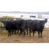 Image 4 : Martin DeVos - 860# March/April Delivery Heifers - 115 Head (Fork River, MB)