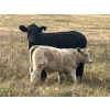 Image 5 : Crisp Ranches - 450# November Delivery Steer Calves - 110 Head (Veteran, AB)