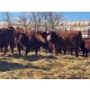 Image 2 : Elkwater Farming Co. - 975# March Delivery Steers - 130 Head (Irvine, AB)