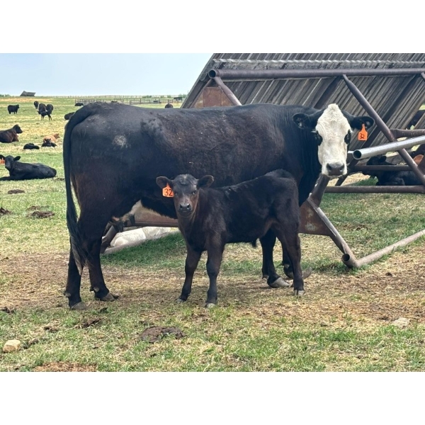 Lemmer Farms - 15 Angus X Mature Pairs (Lyalta, AB)