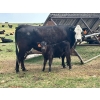 Image 1 : Lemmer Farms - 15 Angus X Mature Pairs (Lyalta, AB)
