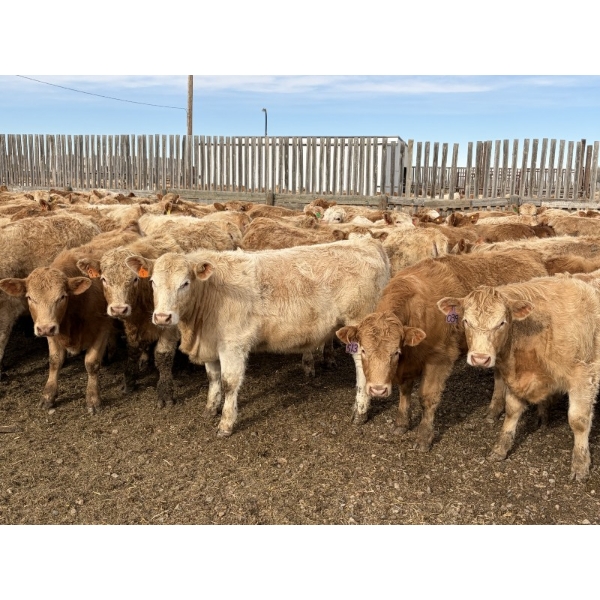 Williamson Farms - 925# February Delivery Heifers - 292 Head (Bow City, AB)