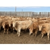 Image 1 : Williamson Farms - 925# February Delivery Heifers - 292 Head (Bow City, AB)