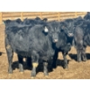 Image 4 : Stahlville Colony - 900# February Delivery Heifers - 55 Head (Rockyford, AB)
