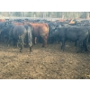 Image 4 : Devick’s Ranch - 890# April Delivery Steers - 117 Head (Kamloops, BC)
