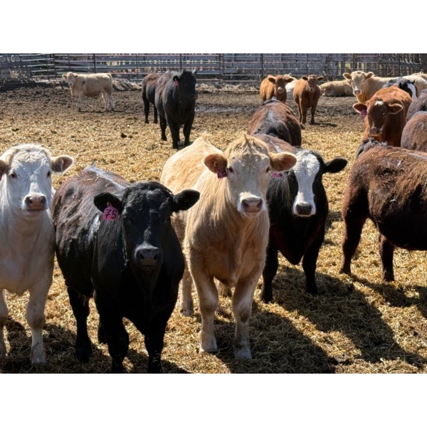 Rob Mossey - 920# May Delivery Steers - 60 Head (Vauxhall, AB)