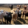 Image 1 : Rob Mossey - 920# May Delivery Steers - 60 Head (Vauxhall, AB)