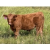 Image 2 : Tanner & Michelle Lawton  - 700# Oct/Nov Delivery Steer Calves - 50 Head (Eckville, AB)