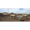 Image 2 : Ripple Rock Ranch - 715# June Delivery Heifers - 99 Head (Fincastle, AB)