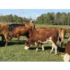 Image 4 : Garth & Theresa Kauppi - 1050# September Delivery Grass Heifers - 27 Head (Eckville, AB)