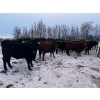 Image 5 : Chris Bartel - 900# March Delivery Heifers - 70 Head (Fort Vermilion, AB)