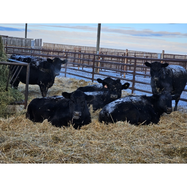 Joel Meier - 6 Black Heifers (Pen 623 - 625)