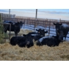 Image 1 : Joel Meier - 6 Black Heifers (Pen 623 - 625)