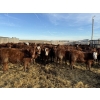 Image 3 : South Ridge Simmentals - 680# Jan/Feb Delivery Heifers - 90 Head (Monarch, AB)