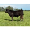 Image 4 : Bar 27 Stock Farm - 625# September Delivery Steer Calves - 50 Head (Spruce View, AB) VBP+