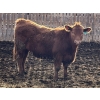 Image 9 : X Bar X Cattle Co. Ltd. - 1000# March Delivery Steers - 62 Head (Lomond, AB)