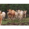 Image 9 : Taylor Enterprises Inc. - 900# Sept/Oct Delivery Grass Heifers - 140 Head (Wawota, SK)