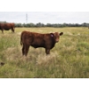 Image 4 : Coyote Tree Ranching - 560# November Delivery Steer Calves - 100 Head (Patricia, AB)
