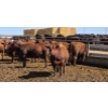 Image 4 : Cattlewood Farms Ltd. - 870# May Delivery Heifers - 280 Head (Vauxhall, AB)