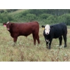 Image 2 : Leib Farm & Ranch Ltd. - 715# November Delivery Steer Calves - 85 Head (Southey, SK)