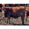 Image 7 : Scott & Gail Sapergia - 15 Red Simm X November Delivery Bred Heifers (Hays, AB)