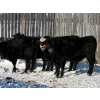 Image 3 : Gerald Retzlaff - 25 Black Angus/Black Angus X Bred Heifers (Fairlight, SK)