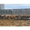 Image 4 : Franklin Cattle Co. - 625# December Weaned Steers - 78 Head (Marwayne, AB)