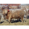 Image 9 : Williamson Farms - 879# February Delivery Heifers - 286 Head (Lomond, AB)