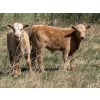 Image 14 : Sand Creek Enterprises - 630# October Delivery Steer Calves - 46 Head (Duchess, AB)
