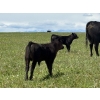 Image 4 : Dana Boothby - 550# October Delivery Steer Calves - 110 Head (Cochrane, AB)