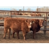 Image 3 : Don & Betty Petersen - 825# November Delivery Steer Calves - 55 Head (Sundre, AB)