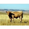 Image 6 : Douglass Cattle Co. - 585# November Delivery Steer Calves - 95 Head (Finnegan, AB)