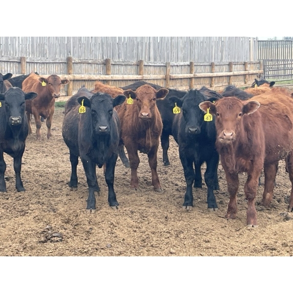 K6 Farms - 770# June Delivery Steers - 145 Head (Linden, AB)