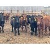Image 1 : K6 Farms - 770# June Delivery Steers - 145 Head (Linden, AB)