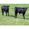 Image 1 : Brad, Kelly & Oliver Deschamps - 580# October Steer Calves - 90 Head (Patricia, AB)