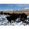 Image 4 : Antelope Butte Ranch - 744# March Delivery Steers - 82 Head (Lundbreck, AB) VBP+