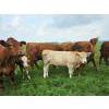 Image 10 : Double J Crop & Cattle Co.  - 650# September Delivery Steer Calves - 80 Head (Rimbey, AB)