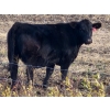 Image 2 : Burnt Out Creek Ranch - 50 Black/BBF Simm/Angus X May/June Calving Bred Heifers (Crooked River, SK)