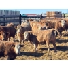 Image 7 : Elkwater Farming Co. - 950# March Delivery Steers - 135 Head (Irvine, AB)