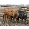 Image 2 : Jason Szymanek - 780# April Delivery Steers - 78 Head (Stauffer, AB)