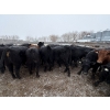 Image 3 : T & S Stock Farms - 947# March Delivery Steers - 60 Head (Scandia, AB)