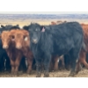 Image 6 : Duane & Austin Ashbacher - 775# February Delivery Steers - 80 Head (Arrowwood, AB)