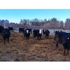 Image 3 : Four Harts Cattle Co. - 975# March Delivery Steers - 65 Head (Vermilion, AB)