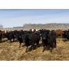 Image 4 : Rice Farms - 960# April Delivery Steers - 122 Head (Lacombe, AB)
