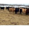 Image 2 : JDC AG - 900# August Delivery Heifers - 180 Head (Yorkton, SK)