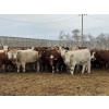Image 2 : Lesher Lane Enterprises - 925# November Yearling Heifers - 135 Head (Lacombe, AB)
