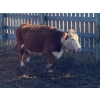 Image 10 : Kelndorfer Farms - 34 2nd & 3rd Calf Red/RBF/RWF Bred Cows (Killam, AB)